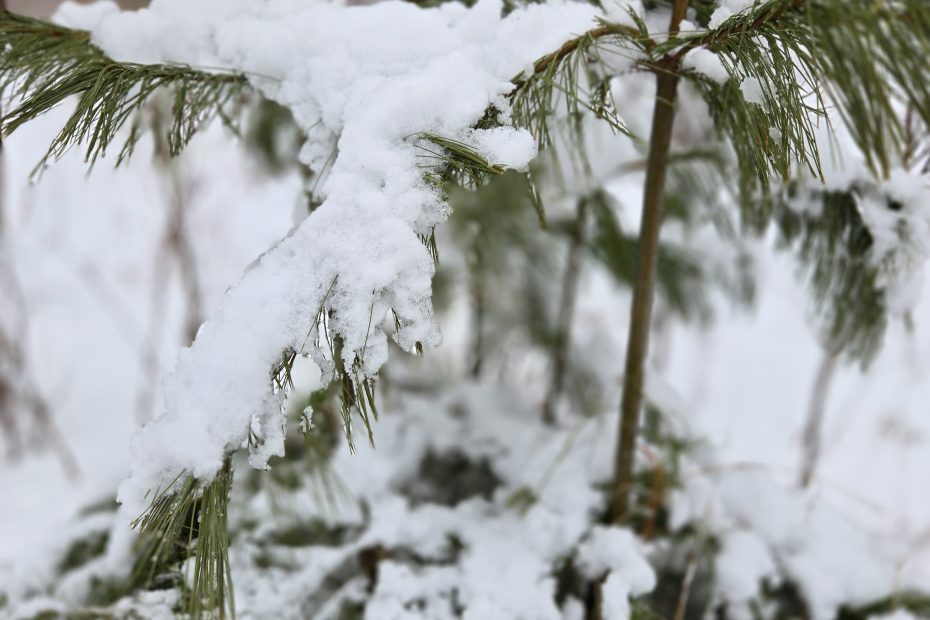 Close-up view of small pine tree with snow on the needles
